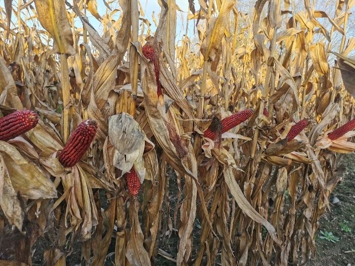 ‼️#️⃣‼️Semințe Porumb Roșu Certificat Bordeaux Cribs cu bobul mic‼️*️⃣