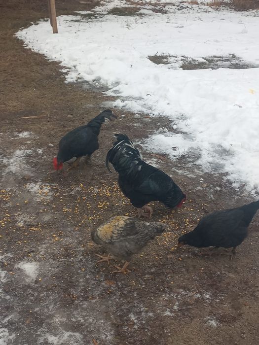 Тауықтар сатылады