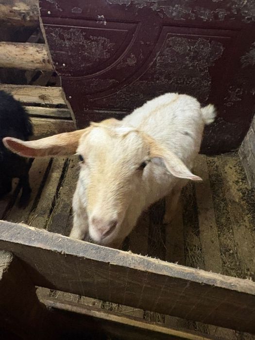 Козы стельные  .