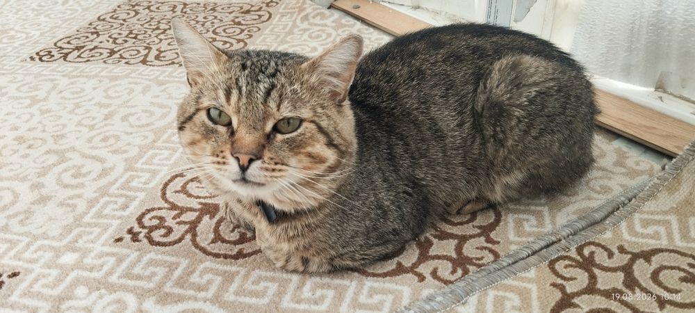 Отдам в добрые руки