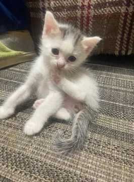 Кошки и домашние котята!