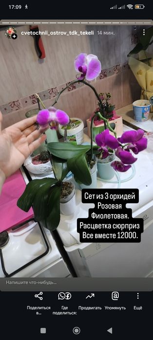 Орхидеи  отцветающие.