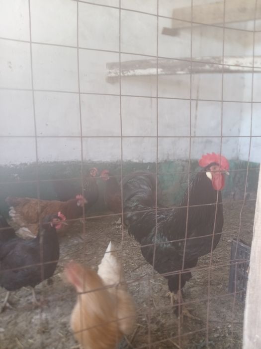 Продам петуха и кур