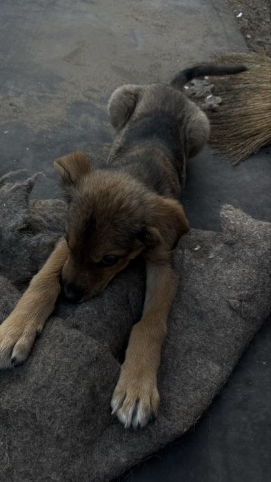 Щенок, мальчик в добрые руки
