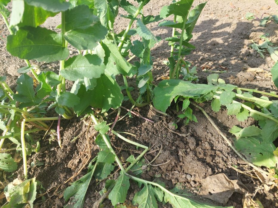 Черная редька /лечебная/