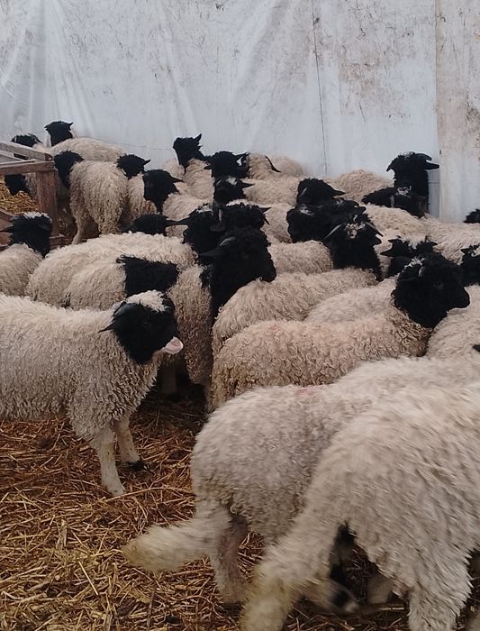 Mieii de vânzare grași ținuți Pe stabulație