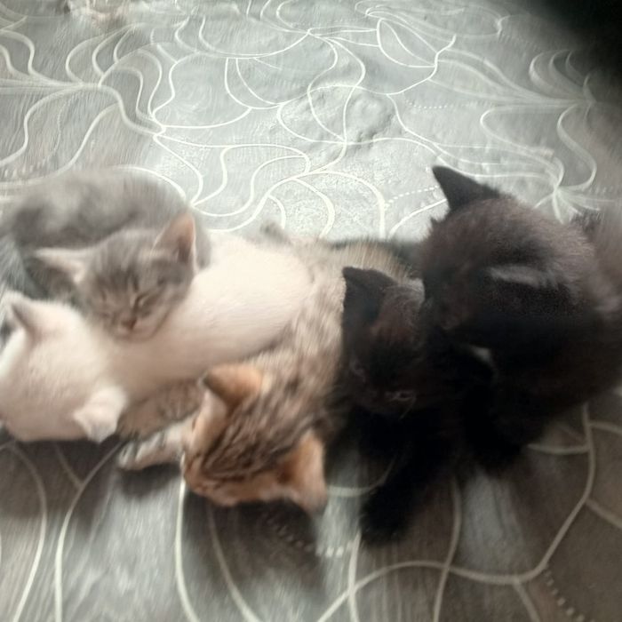 Отдам в добрые руки