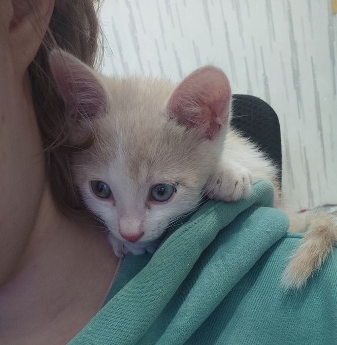 СРОЧНО котёнок в добрые руки