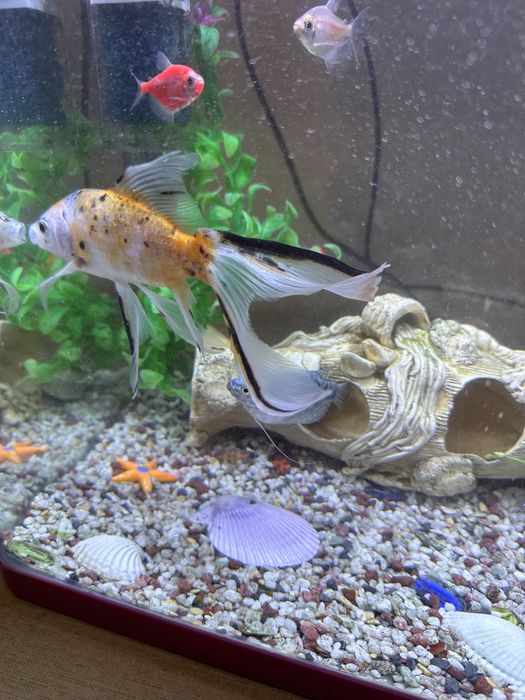 Аквариум с рыбками