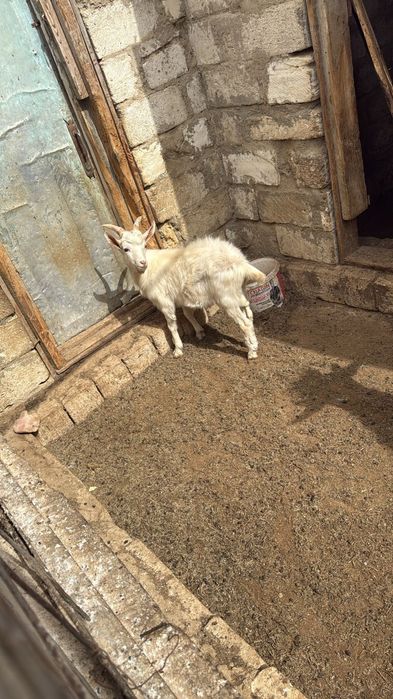 Занен. Теке. Лақ. Коза