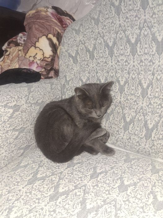 Кошка отдам даром