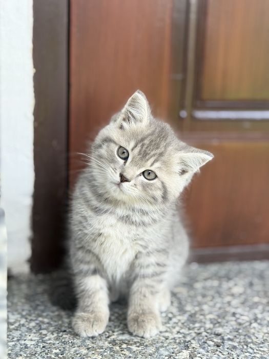 Toza zotli mushuk