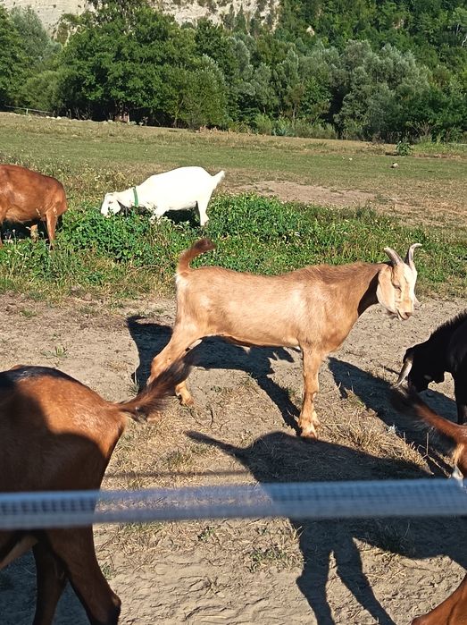 Lot de capre genetică bună.