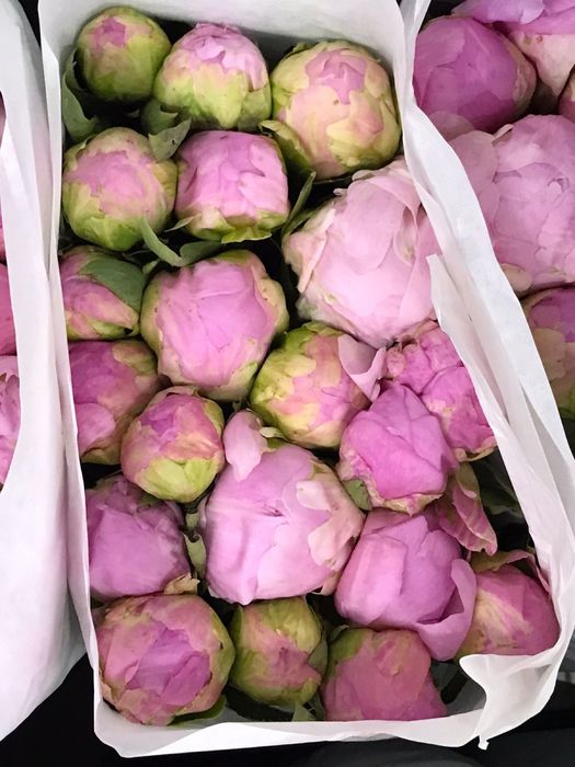 Пионы в розницу и оптом букеты алматы цветы