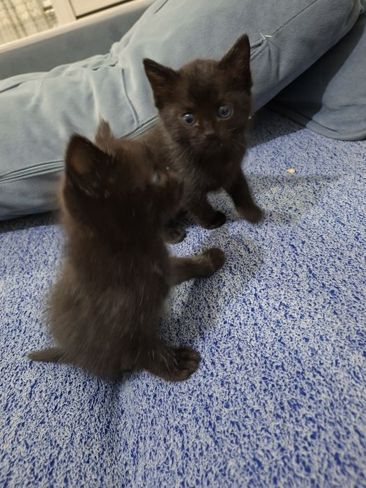 Отдам котят в добрые руки