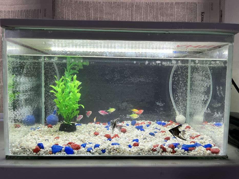 аквариум 20л с рыбками