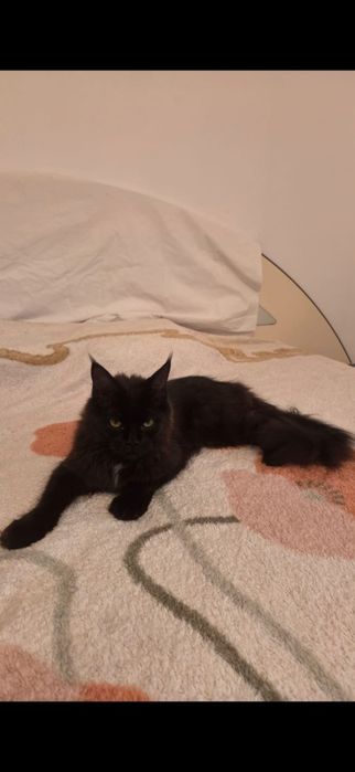 Fetita Maine Coon xxl