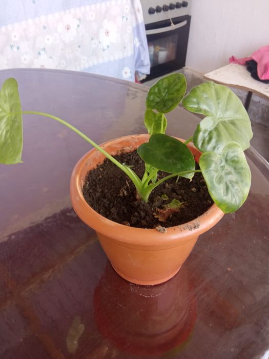 Гулдер неше турли