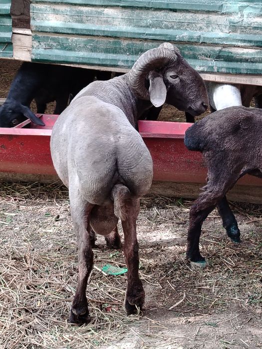 Jangara 2yoshar sotiladi