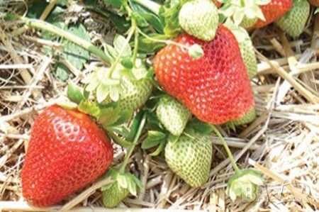 Продавам сорени целогодишни ягоди сорт Селва и Остара