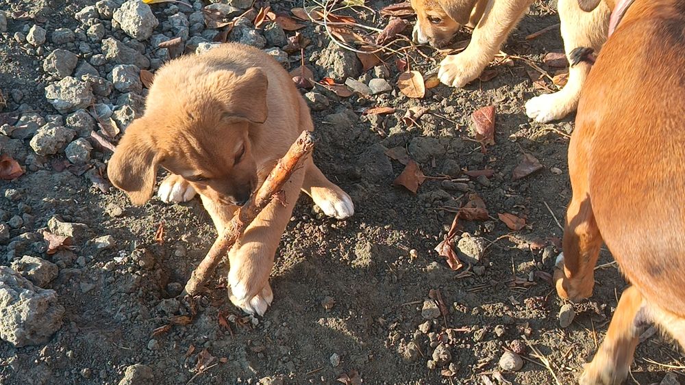Щенки немецкого боксера kuchukchalar