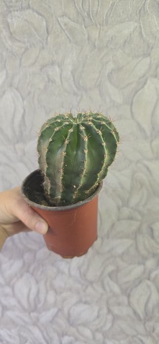 Кактус суккулент