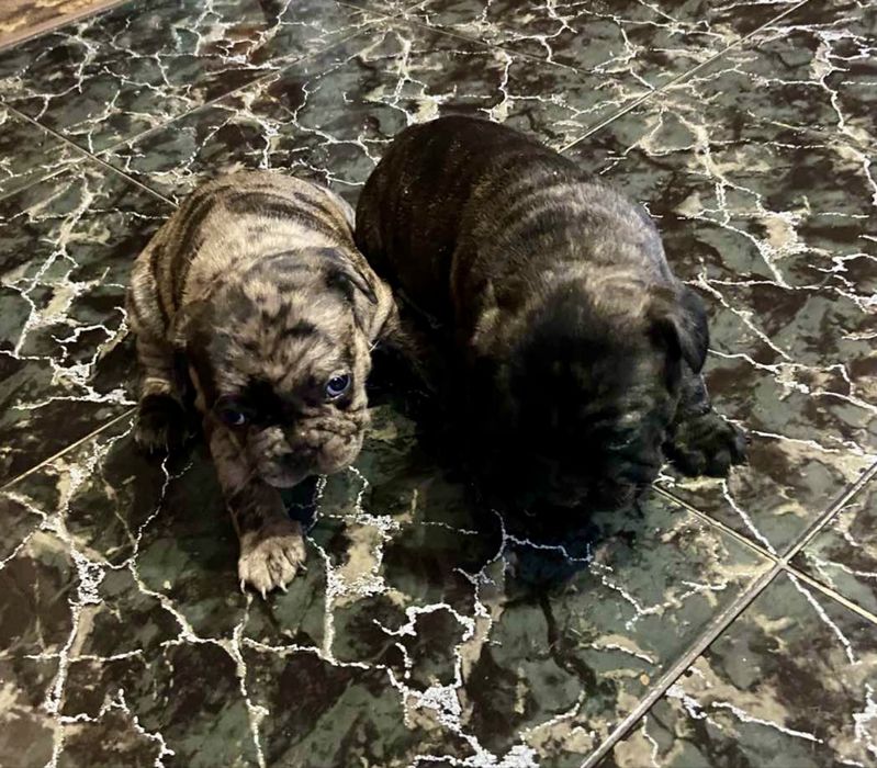 Кученца Френски булдог