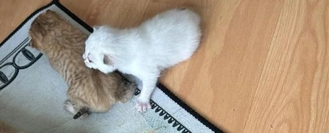 Мальчики, в белые шиншиллы и левлые