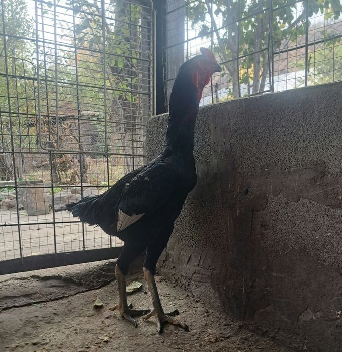 Продам Дакана. Корец
