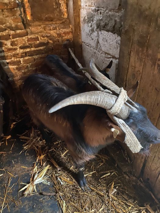 Vând 4 capre și 2 țapi alpin francez