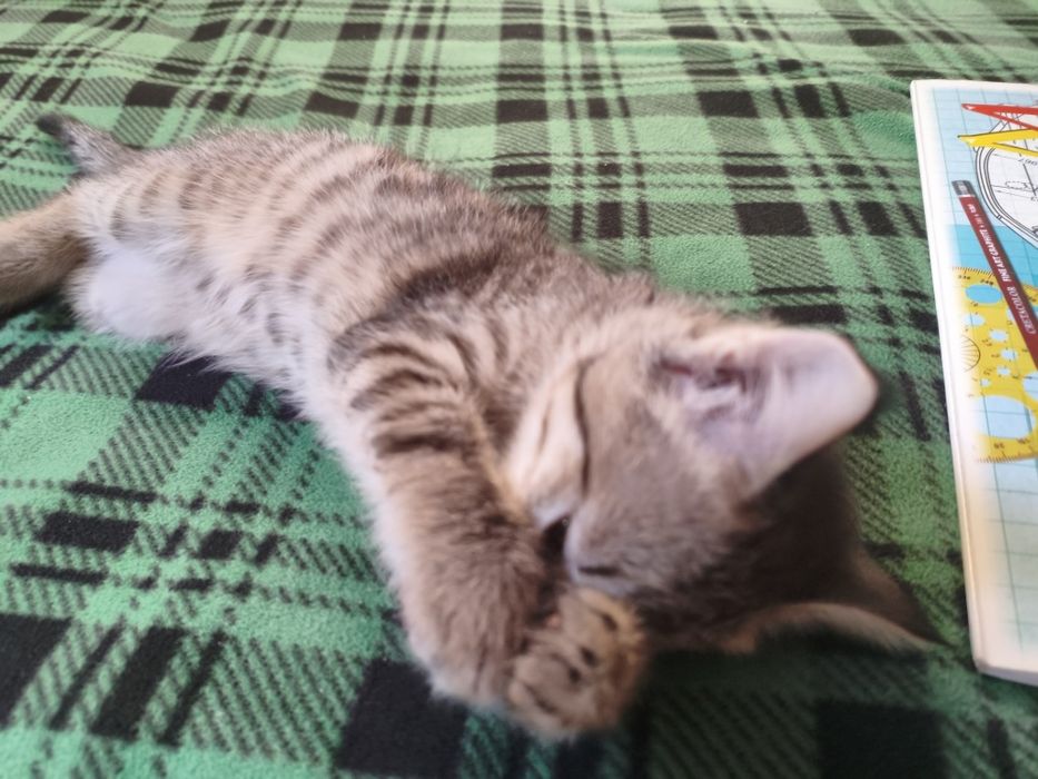 Котенок в хорошие руки