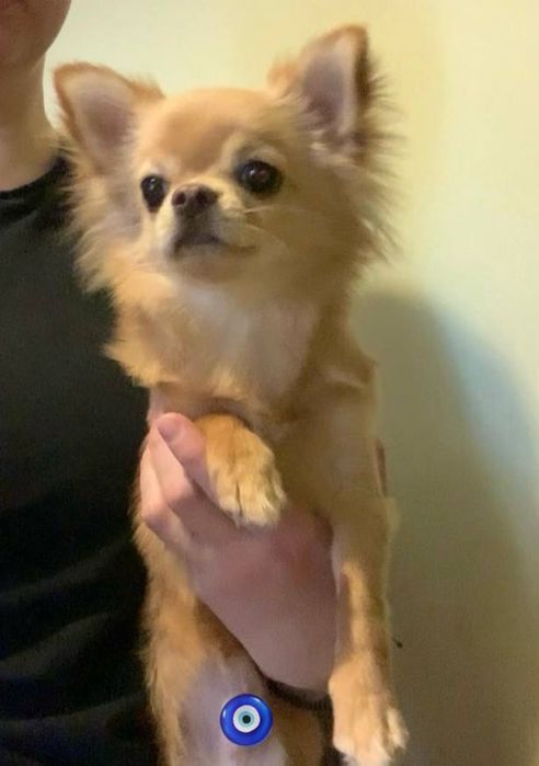 мальчик прдросток чихуахуа