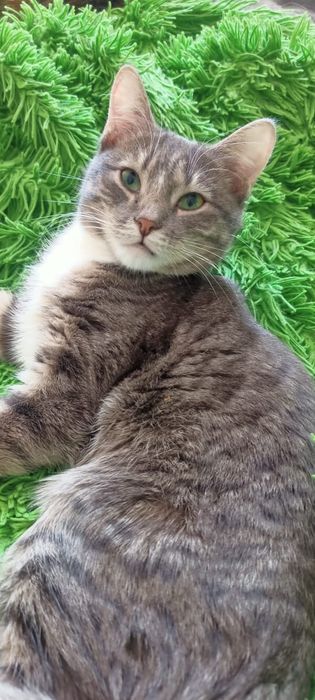 Боня - зеленоглазая красотка