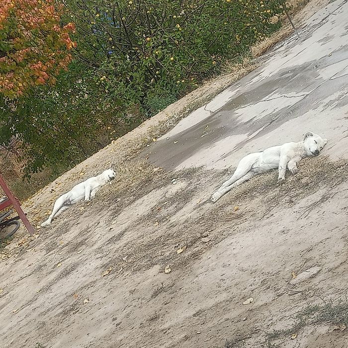 Собака щенки пары