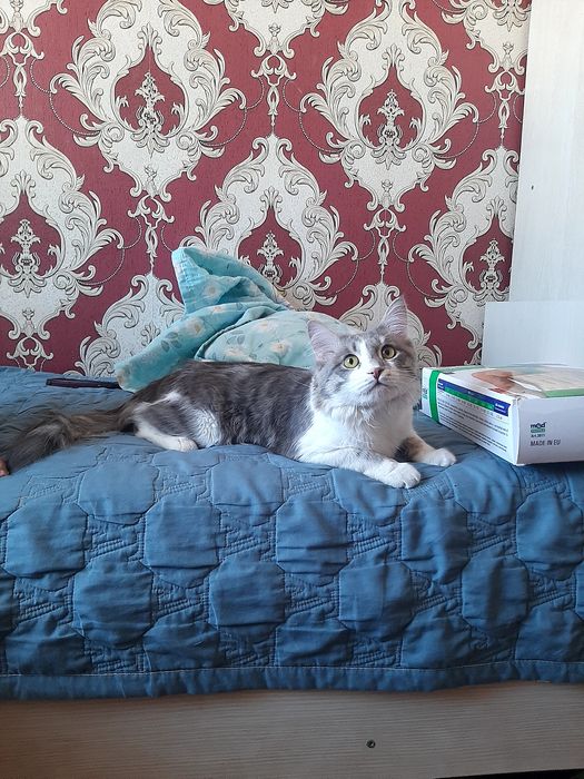 Ищем подругу для вязки