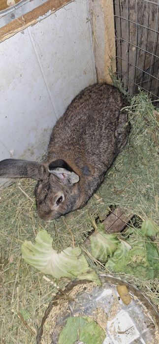 Продаются кролики молодые по 70 000 сум а великан отец 600 000 тысяч с