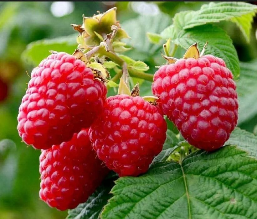 Продавйм расат ягоди и малина