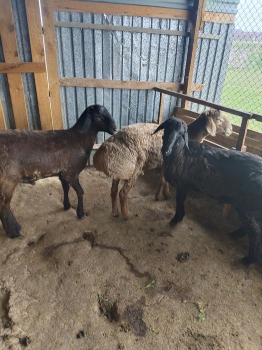 Кошкарлар 1жас 2 айлык