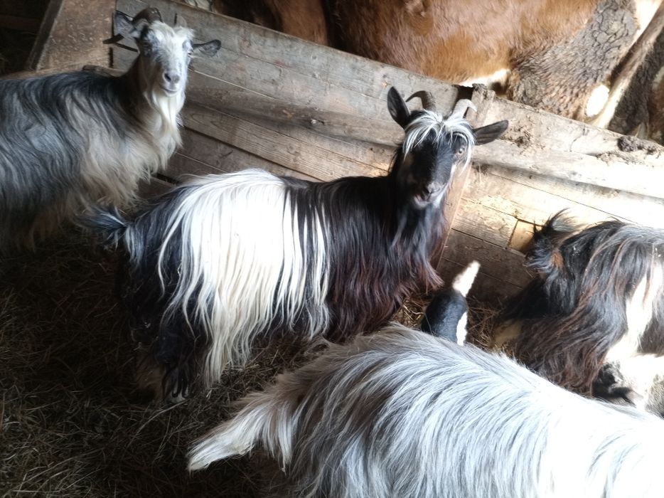 Vând 2 capre tinere