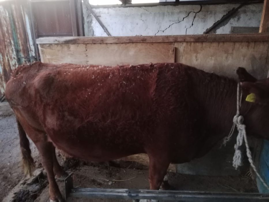 Корова Симентал мясо-молочная