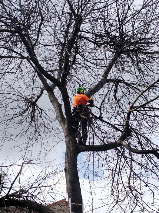 Toaletari / doborari copaci periculosi