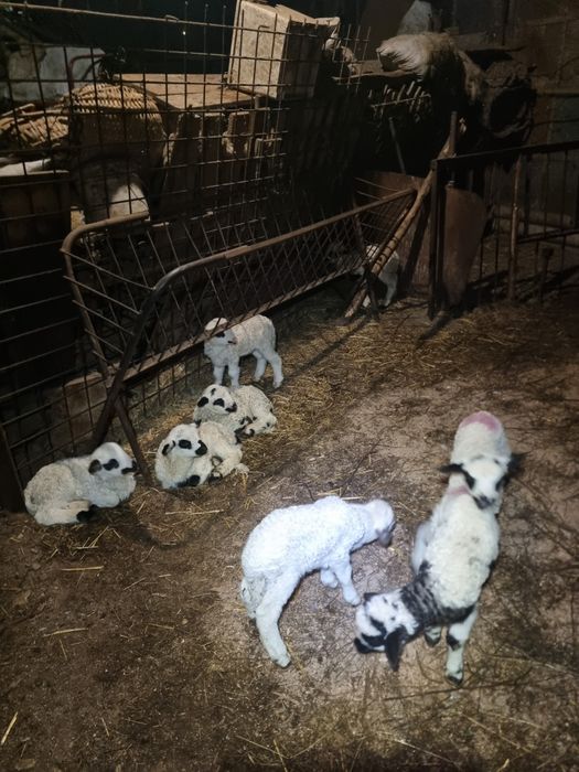 Oi cu miei de vânzare