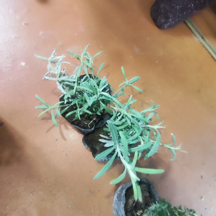 Шалфей,  темьян,  чабрец, лаванда ,пряные травы