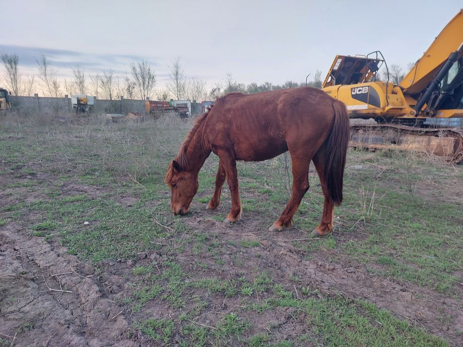 Продам кобылу. 2 года