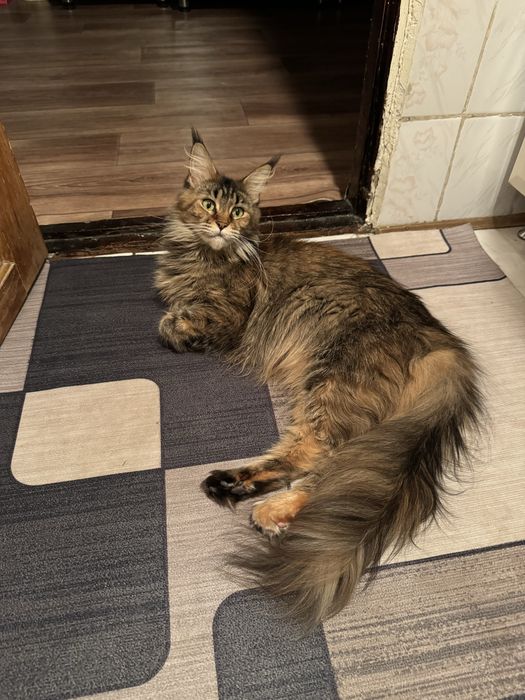 Котенок мальчик рыжий