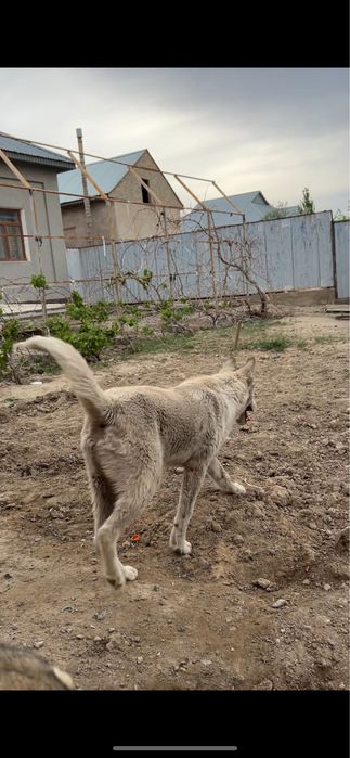 Хаски сатылады кушик еркек акылды