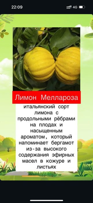 Продам сортовые прививки российского питомника