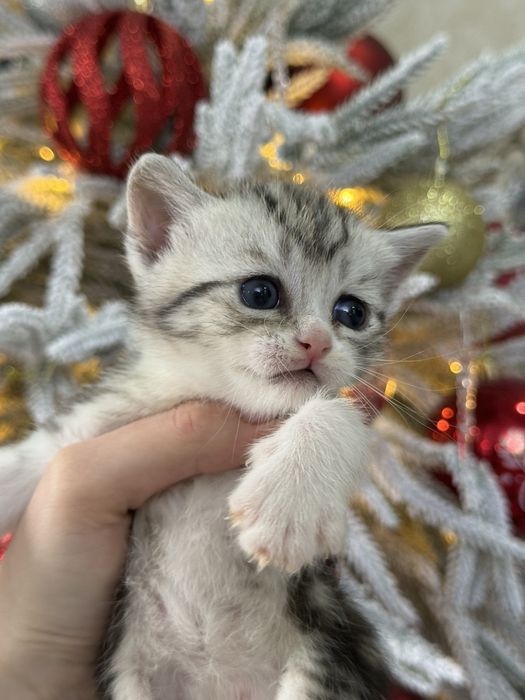 Шотландские котята