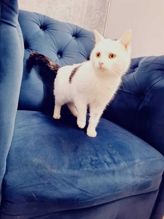 Ищем Ангелу лучших хозяев!