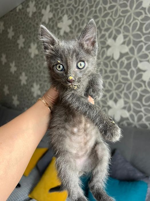 Отдам котят в добрые руки